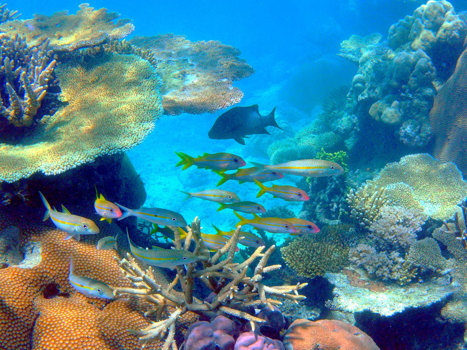 Coral and Fish